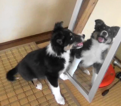 鏡と対面する子犬