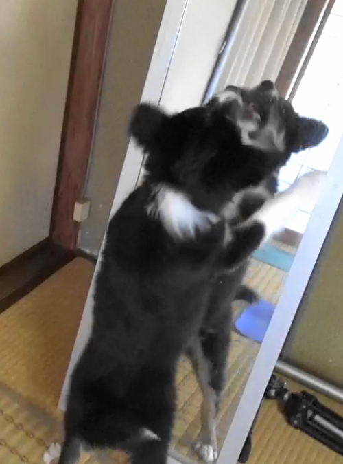 鏡と対面する子犬