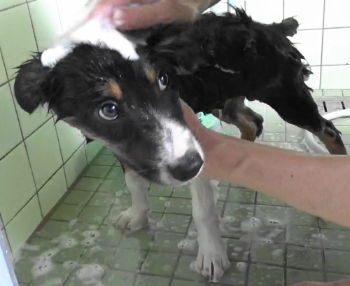 子犬、はじめてお風呂に入る