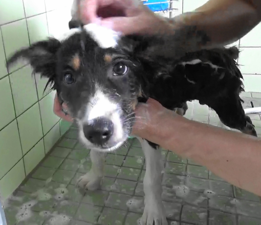 子犬、人生初のお風呂